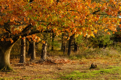 mooie herfst kleuren