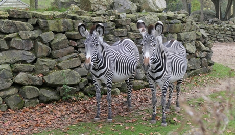 Zebra's