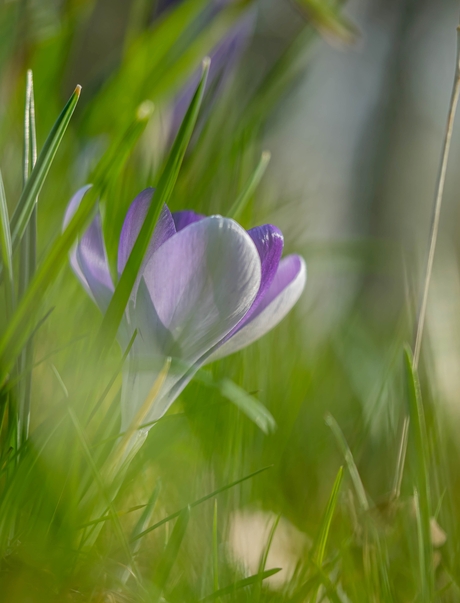 Zonnestralen vangen.