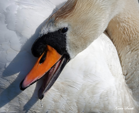 "Swan portrait..."