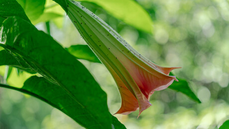 Witte engelentrompet of trompetplant