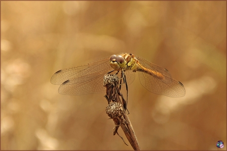 Steenrode heidelibel ...