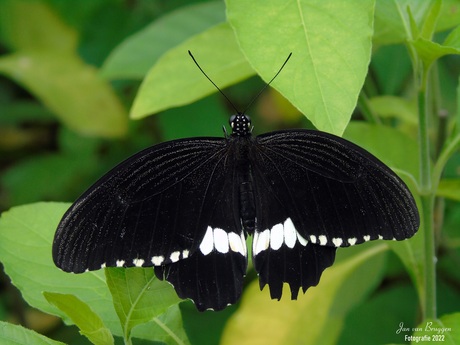 Papilio polytes ( Male )