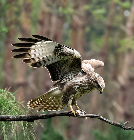 Buizerd 