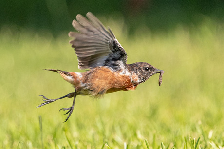 Opzij opzij opzij...