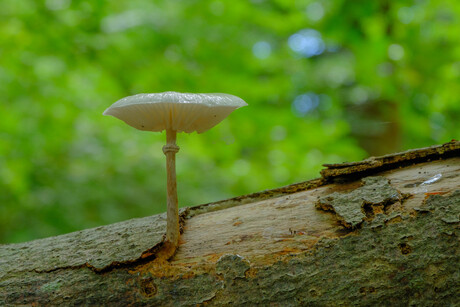 porcelijnzwam op stam