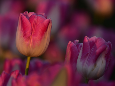  tulp in rood