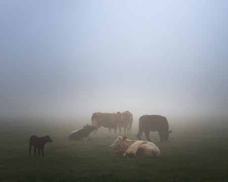 Een mistig begin van de dag