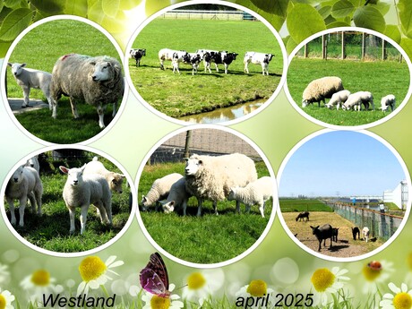 Collage  April doet wat ie wil en daar horen de  Lente dieren bij , foto s   11 April 2025  