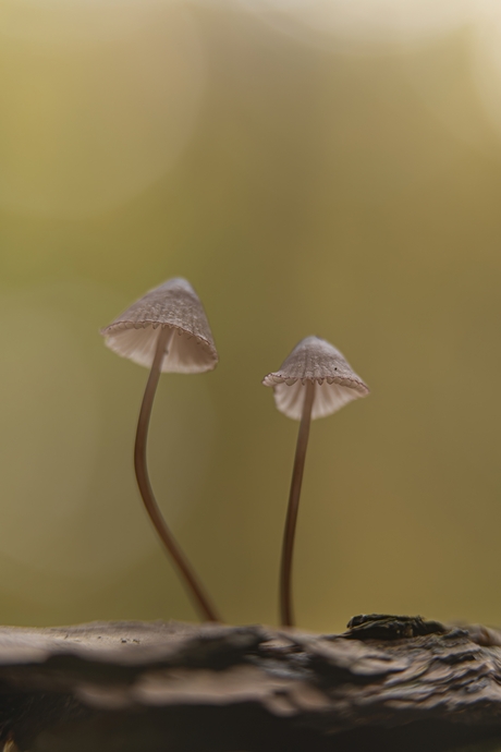 Bloedsteelmycena