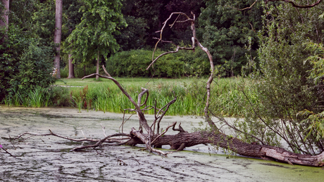 Oud nieuw leven in de parkvijver