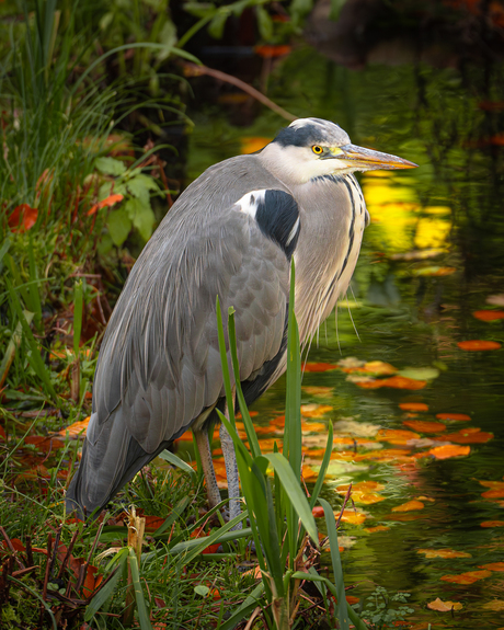 Stilte aan het Water