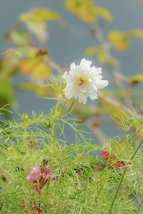 Cosmos bipinnatus "Double Click Snow Puff"