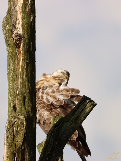 Buizerd 