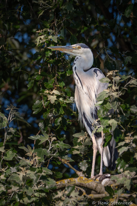 Reiger in de boom