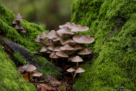 Paddenstoelen