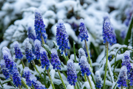 ijzig blauw