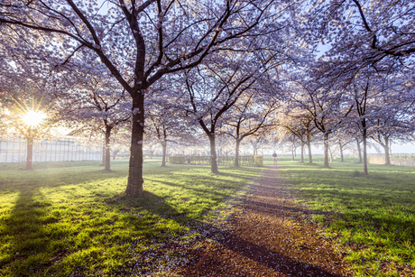 Jogger in het bloesempark
