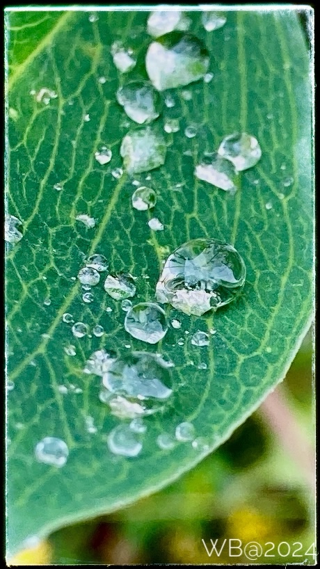 Druppels als diamanten op een groen blaadje gepresenteerd. 