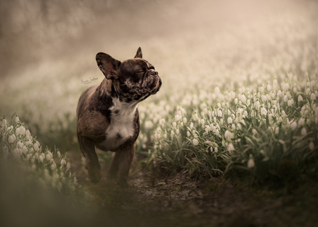 Geur van de Lente