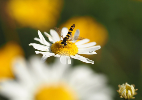 Zweefvlieg op de bloem 