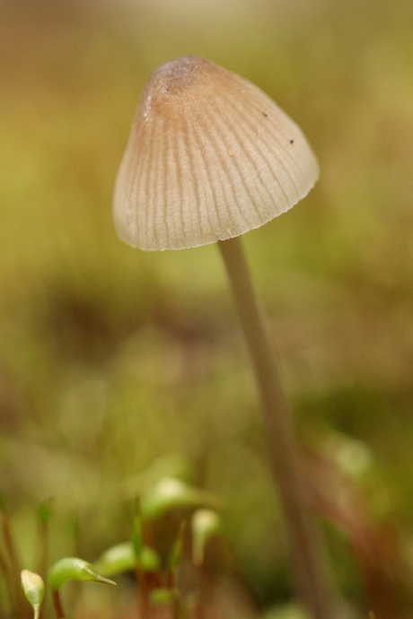 Mycena