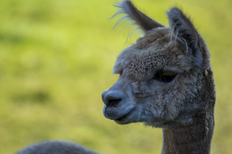 Alpaca