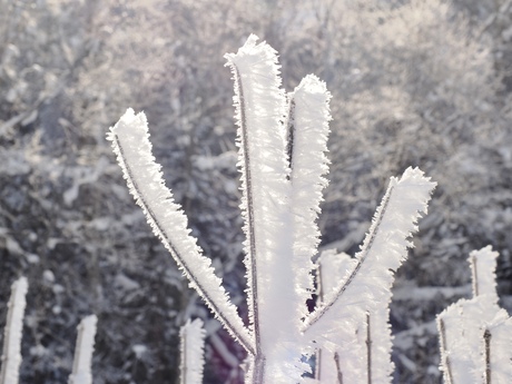 Sneeuw kristallen