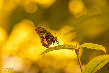 Parides Iphidamas