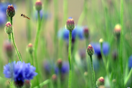 Bloem met insect