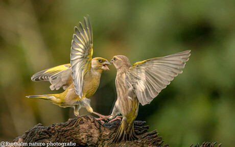 Vechtende groenlingen 