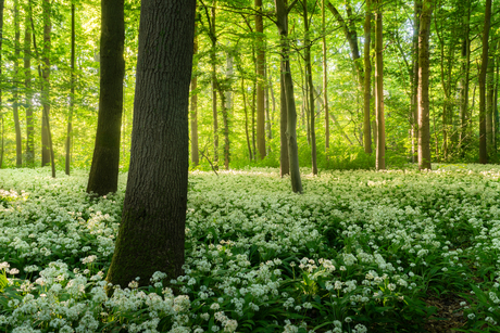 Daslook in het Amsterdamse bos