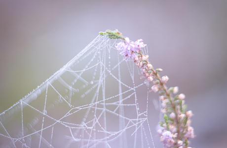Heide spinnenweb