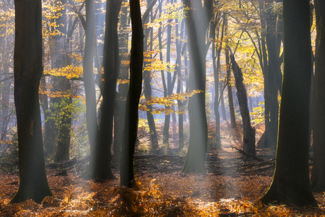 Herfstlicht in het bos