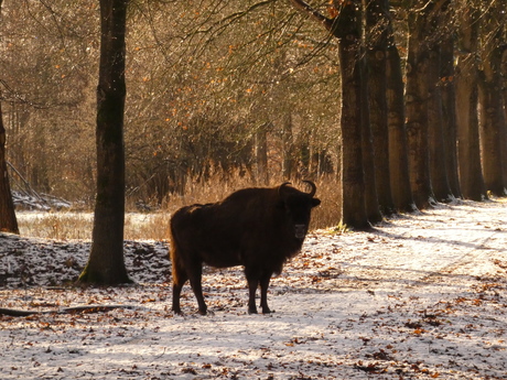 wisent in de sneeuw