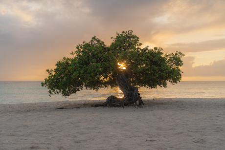 Tree on the beach