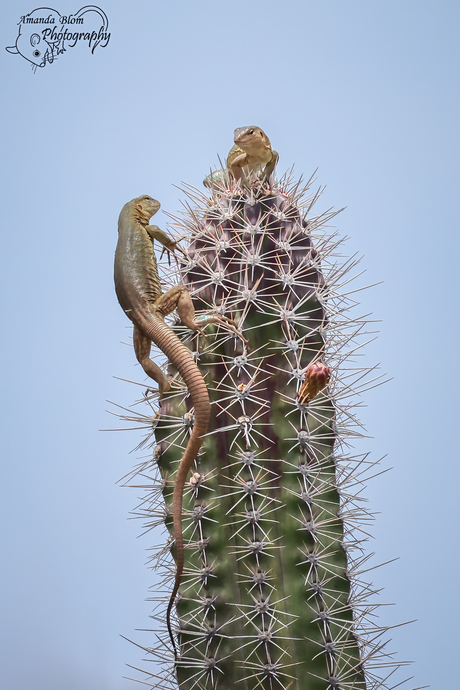 Blau Blau Hagedissen op cactus