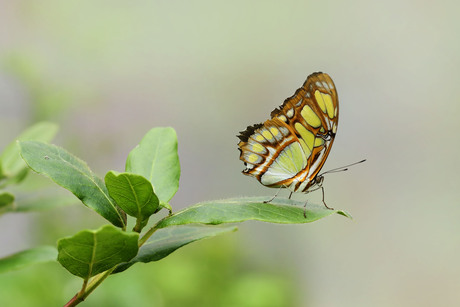 Siproeta stelenes