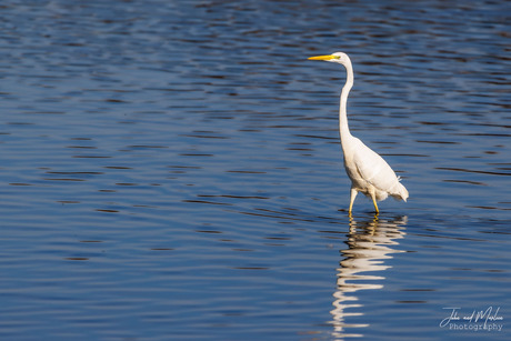 Grote witte Zilverreiger