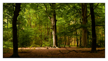 bos omgeving Geesteren