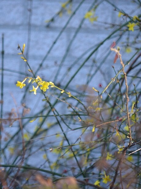 Winterjasmijn