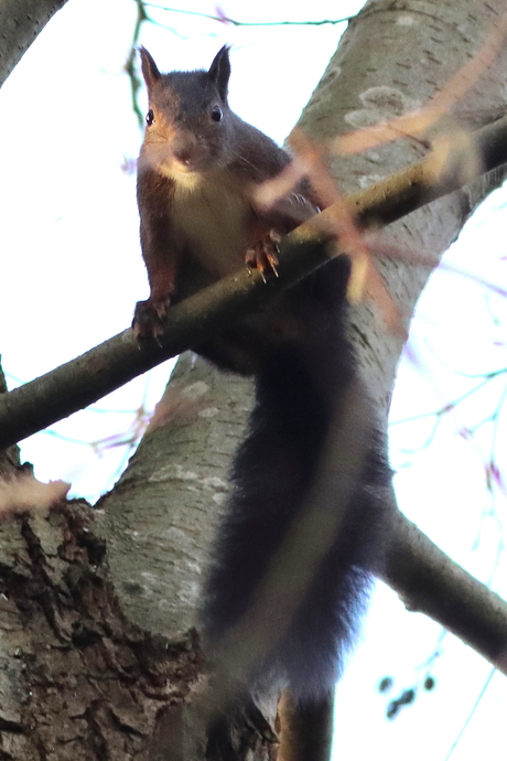 Rode Eekhoorn gesnapt