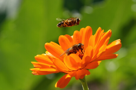 Vluchtige kennismaking