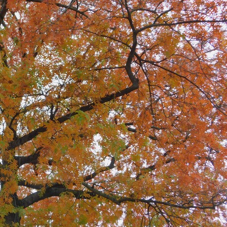 Herfst, 7 oktober 2025