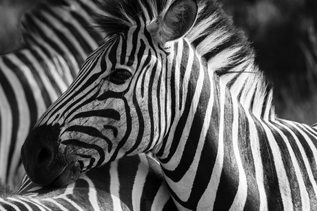 Zebra