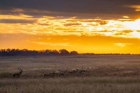 groep edelherten in de ondergaande zon