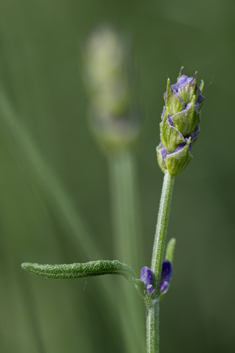 Lavendel