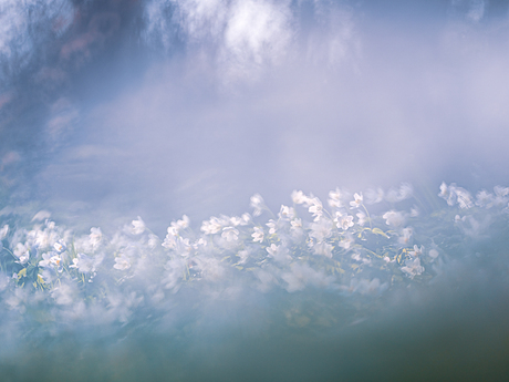Een Wolk van Anemoontjes