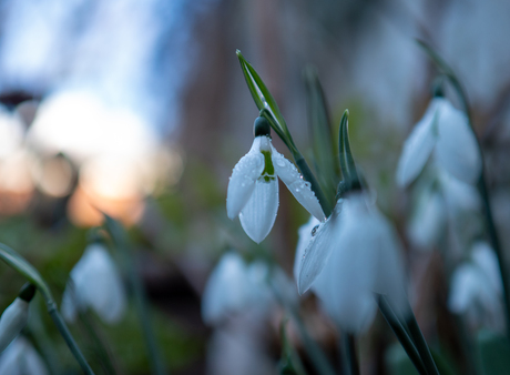 Sneeuwklokjes – close-up met regendruppels