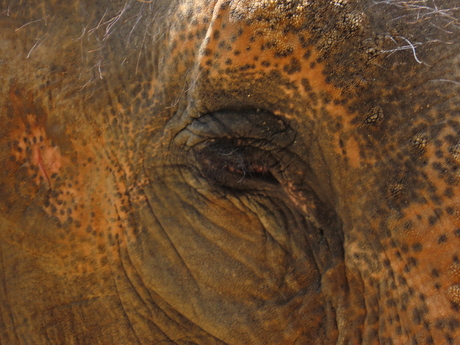 olifant